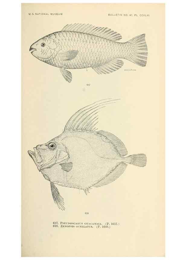 Reproducción/Reproduction 7983501931: The fishes of North and Middle America :. Washington :Smithsonian Institution, United States National Museum,1896-1900.