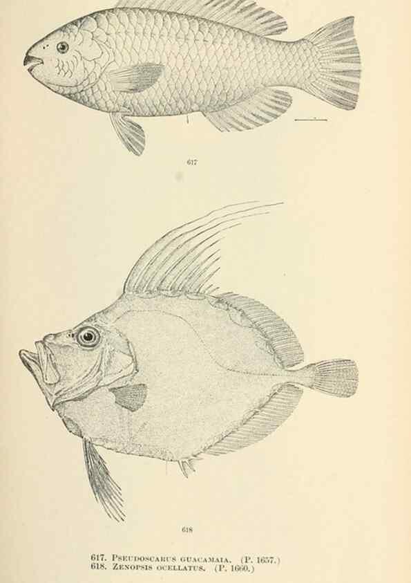 Reproducción/Reproduction 7983501931: The fishes of North and Middle America :. Washington :Smithsonian Institution, United States National Museum,1896-1900.