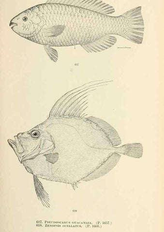 Reproducción/Reproduction 7983501931: The fishes of North and Middle America :. Washington :Smithsonian Institution, United States National Museum,1896-1900.