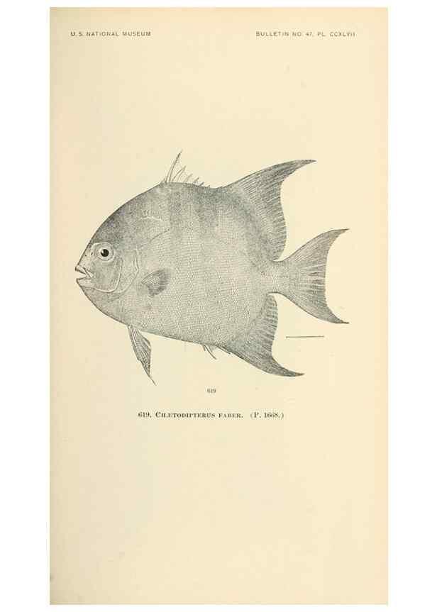 Reproducción/Reproduction 7983502505: The fishes of North and Middle America :. Washington :Smithsonian Institution, United States National Museum,1896-1900.