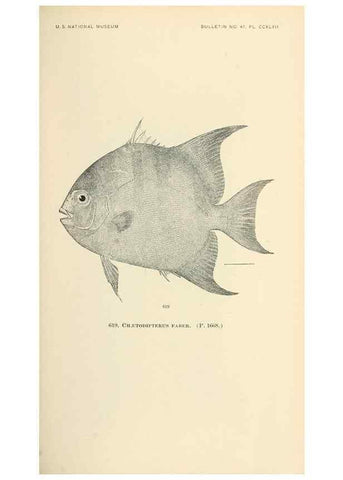 Reproducción/Reproduction 7983502505: The fishes of North and Middle America :. Washington :Smithsonian Institution, United States National Museum,1896-1900.