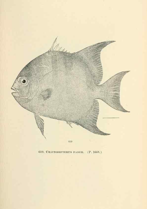 Reproducción/Reproduction 7983502505: The fishes of North and Middle America :. Washington :Smithsonian Institution, United States National Museum,1896-1900.