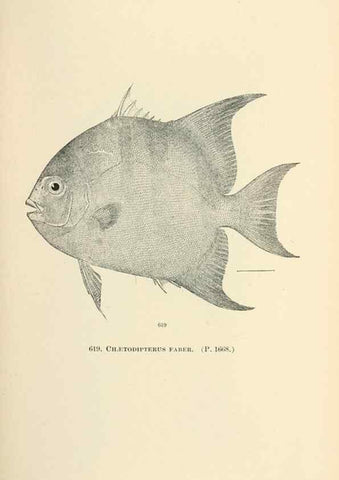 Reproducción/Reproduction 7983502505: The fishes of North and Middle America :. Washington :Smithsonian Institution, United States National Museum,1896-1900.