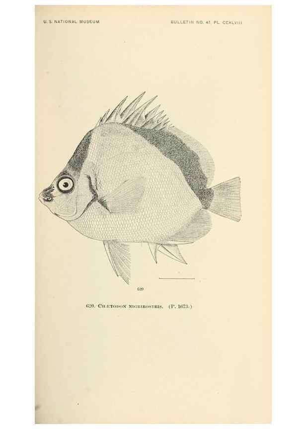 Reproducción/Reproduction 7983503037: The fishes of North and Middle America :. Washington :Smithsonian Institution, United States National Museum,1896-1900.