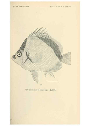 Reproducción/Reproduction 7983503037: The fishes of North and Middle America :. Washington :Smithsonian Institution, United States National Museum,1896-1900.