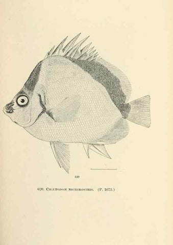 Reproducción/Reproduction 7983503037: The fishes of North and Middle America :. Washington :Smithsonian Institution, United States National Museum,1896-1900.