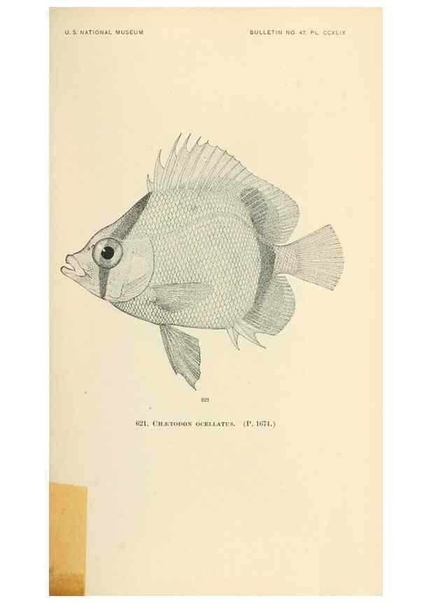 Reproducción/Reproduction 7983503571: The fishes of North and Middle America :. Washington :Smithsonian Institution, United States National Museum,1896-1900.