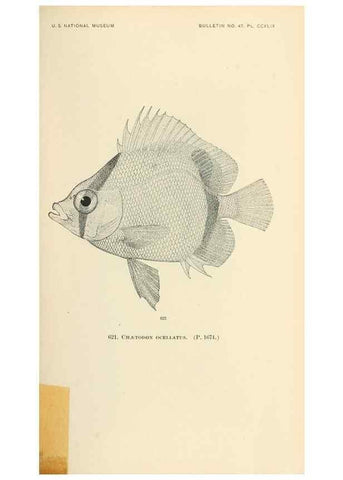 Reproducción/Reproduction 7983503571: The fishes of North and Middle America :. Washington :Smithsonian Institution, United States National Museum,1896-1900.