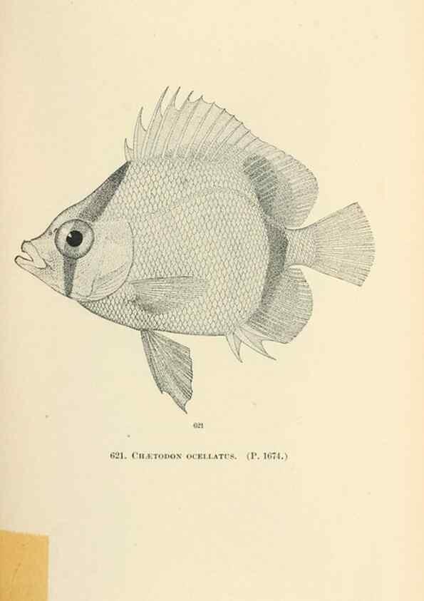 Reproducción/Reproduction 7983503571: The fishes of North and Middle America :. Washington :Smithsonian Institution, United States National Museum,1896-1900.