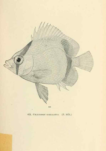 Reproducción/Reproduction 7983503571: The fishes of North and Middle America :. Washington :Smithsonian Institution, United States National Museum,1896-1900.