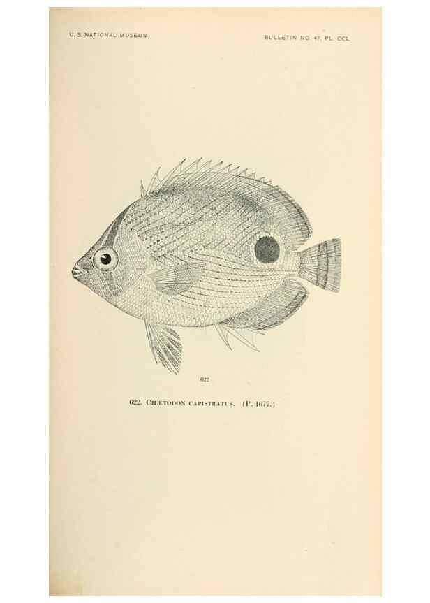 Reproducción/Reproduction 7983504255: The fishes of North and Middle America :. Washington :Smithsonian Institution, United States National Museum,1896-1900.