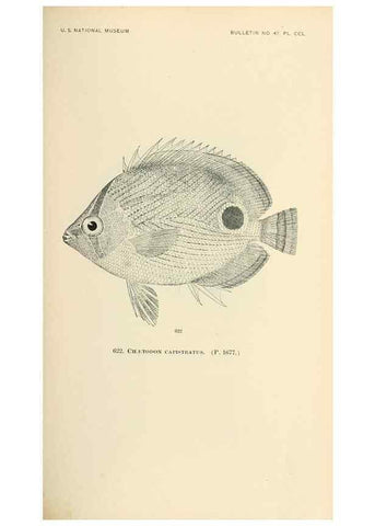 Reproducción/Reproduction 7983504255: The fishes of North and Middle America :. Washington :Smithsonian Institution, United States National Museum,1896-1900.