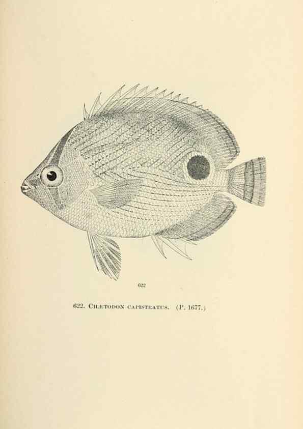 Reproducción/Reproduction 7983504255: The fishes of North and Middle America :. Washington :Smithsonian Institution, United States National Museum,1896-1900.