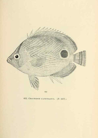 Reproducción/Reproduction 7983504255: The fishes of North and Middle America :. Washington :Smithsonian Institution, United States National Museum,1896-1900.