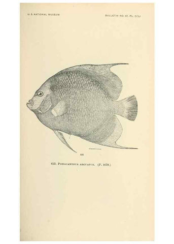Reproducción/Reproduction 7983509360: The fishes of North and Middle America :. Washington :Smithsonian Institution, United States National Museum,1896-1900.