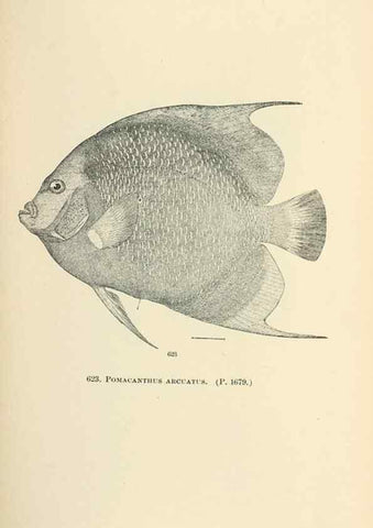 Reproducción/Reproduction 7983509360: The fishes of North and Middle America :. Washington :Smithsonian Institution, United States National Museum,1896-1900.