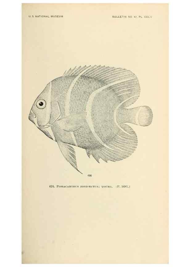 Reproducción/Reproduction 7983505487: The fishes of North and Middle America :. Washington :Smithsonian Institution, United States National Museum,1896-1900.