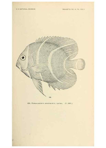 Reproducción/Reproduction 7983505487: The fishes of North and Middle America :. Washington :Smithsonian Institution, United States National Museum,1896-1900.