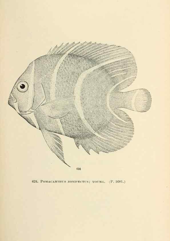 Reproducción/Reproduction 7983505487: The fishes of North and Middle America :. Washington :Smithsonian Institution, United States National Museum,1896-1900.