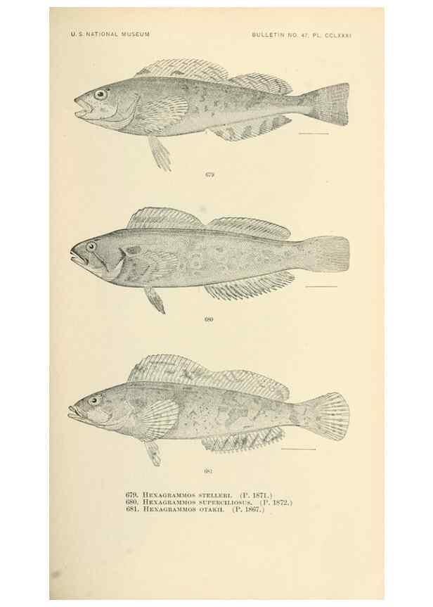 Reproducción/Reproduction 7983522221: The fishes of North and Middle America :. Washington :Smithsonian Institution, United States National Museum,1896-1900.