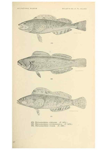 Reproducción/Reproduction 7983522221: The fishes of North and Middle America :. Washington :Smithsonian Institution, United States National Museum,1896-1900.