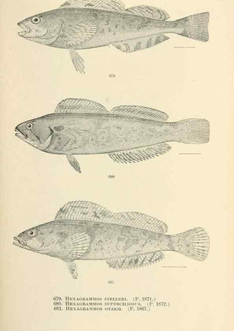 Reproducción/Reproduction 7983522221: The fishes of North and Middle America :. Washington :Smithsonian Institution, United States National Museum,1896-1900.