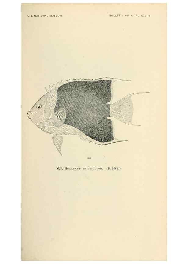 Reproducción/Reproduction 7983506045: The fishes of North and Middle America :. Washington :Smithsonian Institution, United States National Museum,1896-1900.