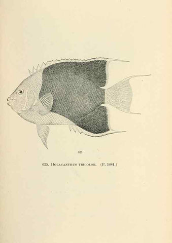 Reproducción/Reproduction 7983506045: The fishes of North and Middle America :. Washington :Smithsonian Institution, United States National Museum,1896-1900.