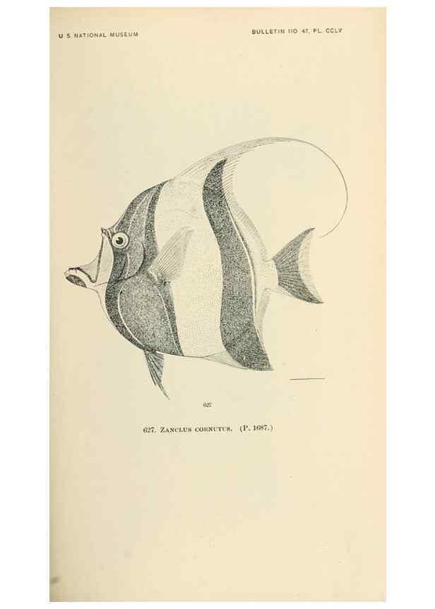 Reproducción/Reproduction 7983507205: The fishes of North and Middle America :. Washington :Smithsonian Institution, United States National Museum,1896-1900.