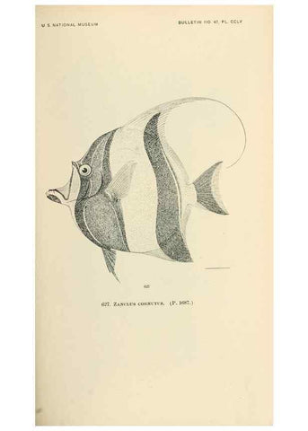 Reproducción/Reproduction 7983507205: The fishes of North and Middle America :. Washington :Smithsonian Institution, United States National Museum,1896-1900.