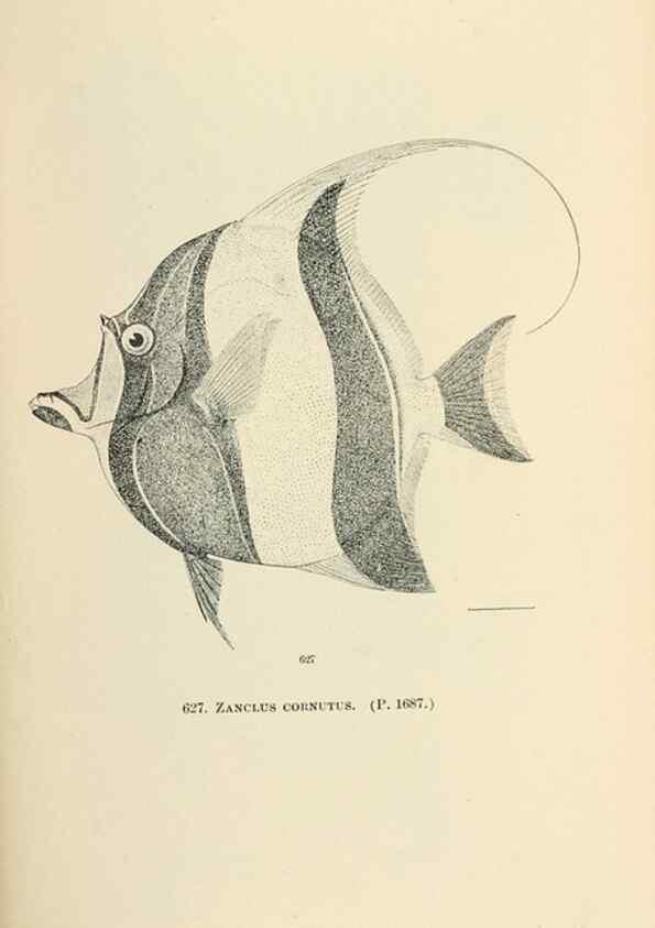 Reproducción/Reproduction 7983507205: The fishes of North and Middle America :. Washington :Smithsonian Institution, United States National Museum,1896-1900.
