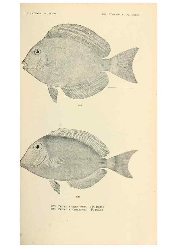 Reproducción/Reproduction 7983512232: The fishes of North and Middle America :. Washington :Smithsonian Institution, United States National Museum,1896-1900.