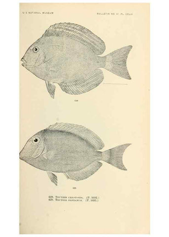 Reproducción/Reproduction 7983512232: The fishes of North and Middle America :. Washington :Smithsonian Institution, United States National Museum,1896-1900.