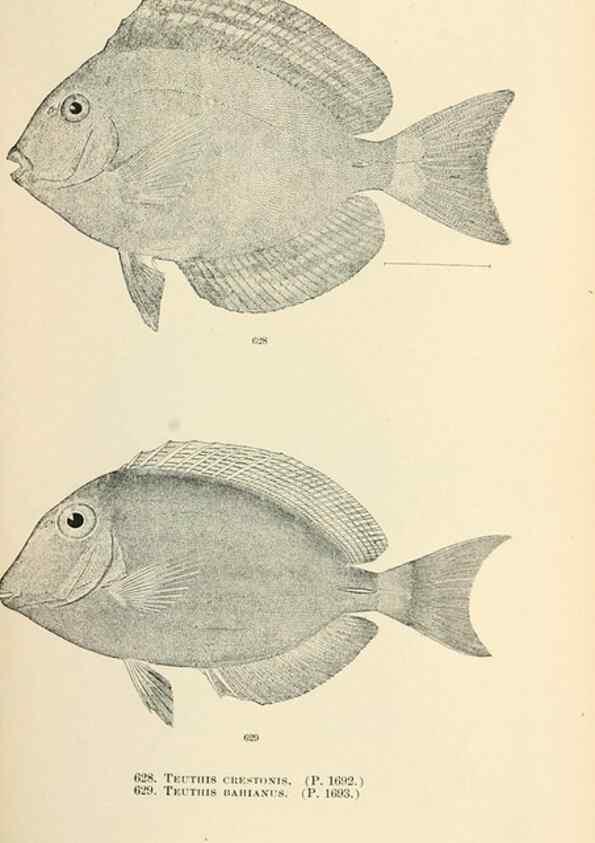 Reproducción/Reproduction 7983512232: The fishes of North and Middle America :. Washington :Smithsonian Institution, United States National Museum,1896-1900.