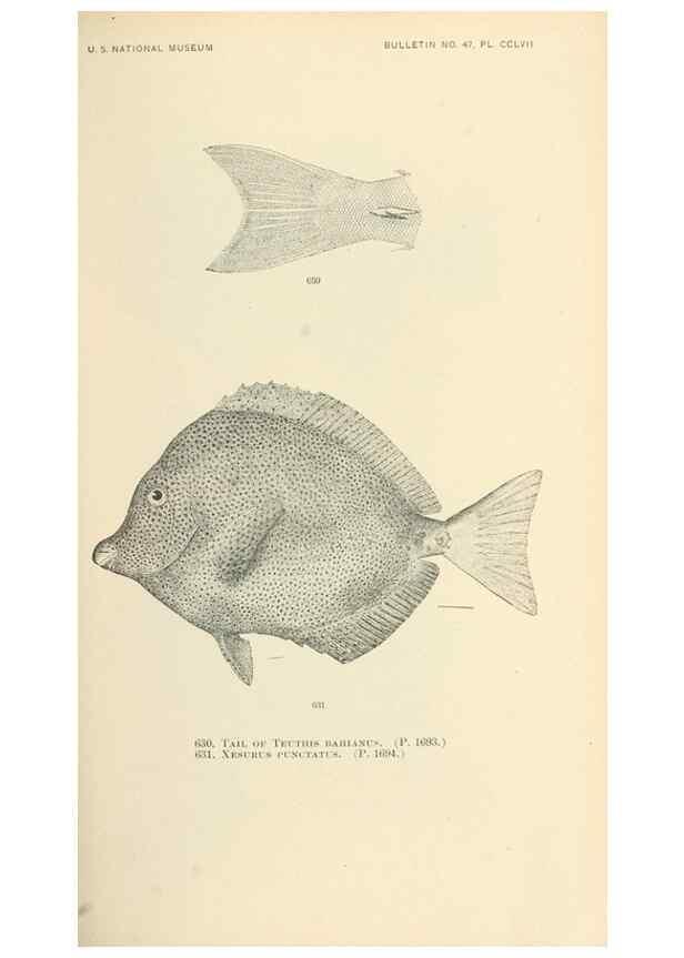 Reproducción/Reproduction 7983508331: The fishes of North and Middle America :. Washington :Smithsonian Institution, United States National Museum,1896-1900.