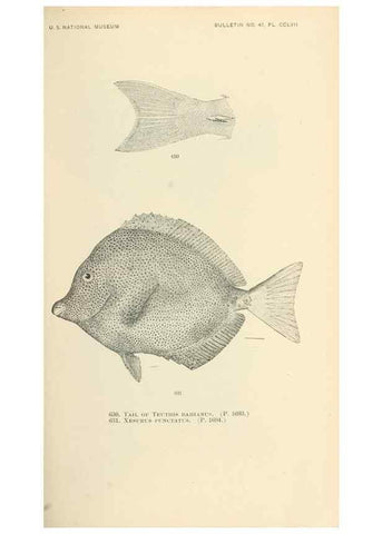 Reproducción/Reproduction 7983508331: The fishes of North and Middle America :. Washington :Smithsonian Institution, United States National Museum,1896-1900.