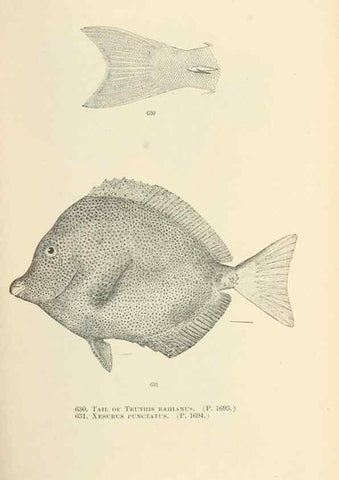 Reproducción/Reproduction 7983508331: The fishes of North and Middle America :. Washington :Smithsonian Institution, United States National Museum,1896-1900.