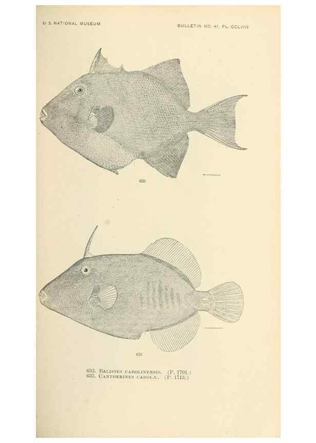 Reproducción/Reproduction 7983508939: The fishes of North and Middle America :. Washington :Smithsonian Institution, United States National Museum,1896-1900.