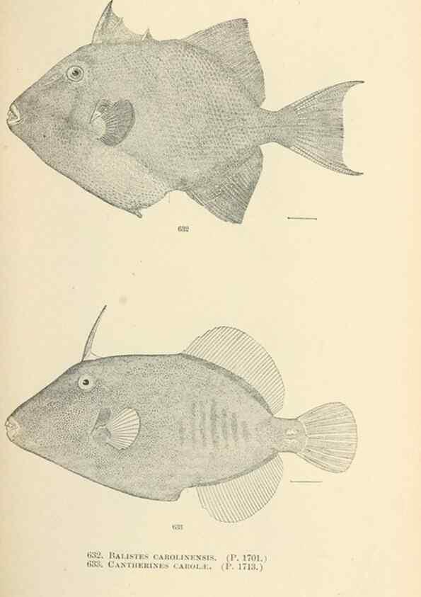 Reproducción/Reproduction 7983508939: The fishes of North and Middle America :. Washington :Smithsonian Institution, United States National Museum,1896-1900.