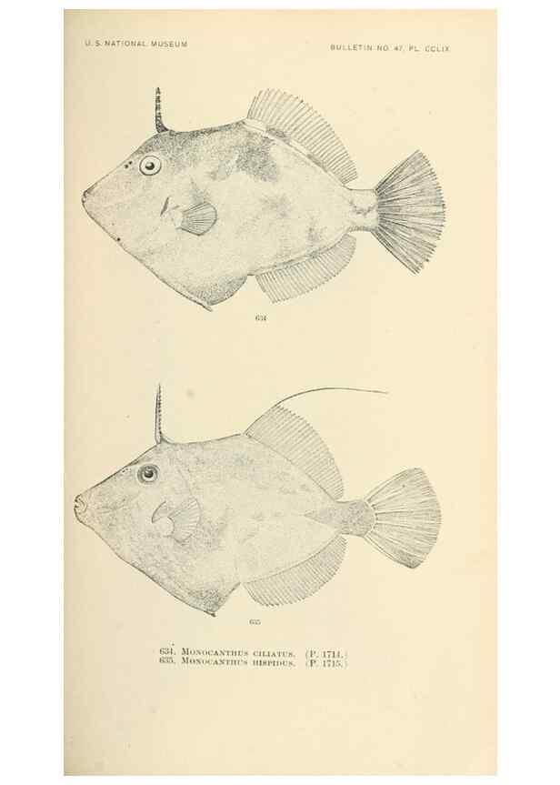 Reproducción/Reproduction 7983514142: The fishes of North and Middle America :. Washington :Smithsonian Institution, United States National Museum,1896-1900.
