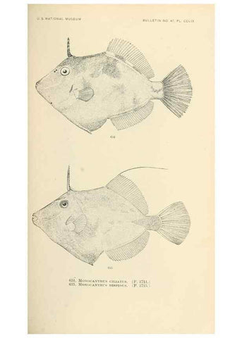 Reproducción/Reproduction 7983514142: The fishes of North and Middle America :. Washington :Smithsonian Institution, United States National Museum,1896-1900.