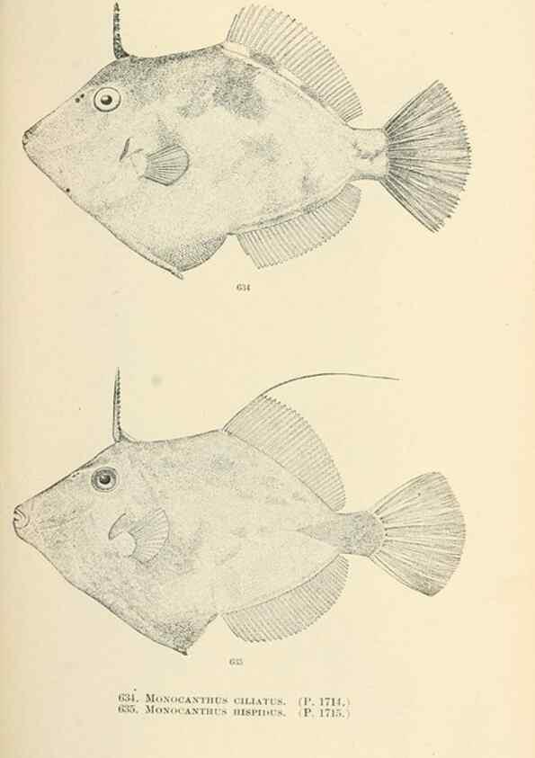 Reproducción/Reproduction 7983514142: The fishes of North and Middle America :. Washington :Smithsonian Institution, United States National Museum,1896-1900.