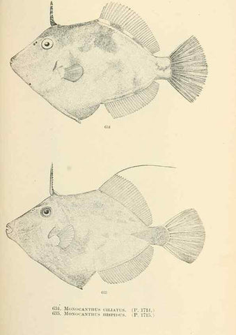Reproducción/Reproduction 7983514142: The fishes of North and Middle America :. Washington :Smithsonian Institution, United States National Museum,1896-1900.