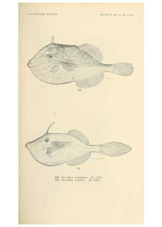 Reproducción/Reproduction 7983514724: The fishes of North and Middle America :. Washington :Smithsonian Institution, United States National Museum,1896-1900.