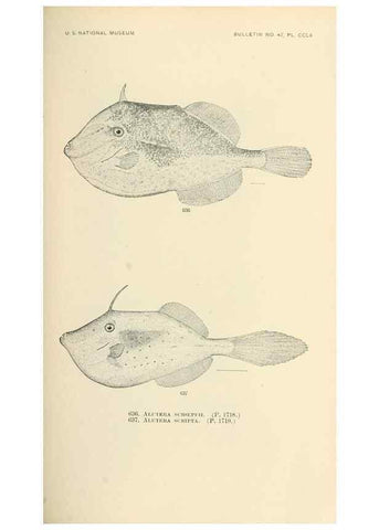 Reproducción/Reproduction 7983514724: The fishes of North and Middle America :. Washington :Smithsonian Institution, United States National Museum,1896-1900.