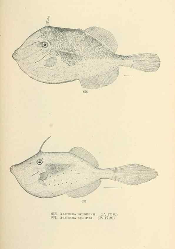 Reproducción/Reproduction 7983514724: The fishes of North and Middle America :. Washington :Smithsonian Institution, United States National Museum,1896-1900.