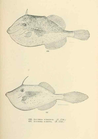 Reproducción/Reproduction 7983514724: The fishes of North and Middle America :. Washington :Smithsonian Institution, United States National Museum,1896-1900.