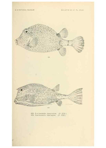 Reproducción/Reproduction 7983515308: The fishes of North and Middle America :. Washington :Smithsonian Institution, United States National Museum,1896-1900.