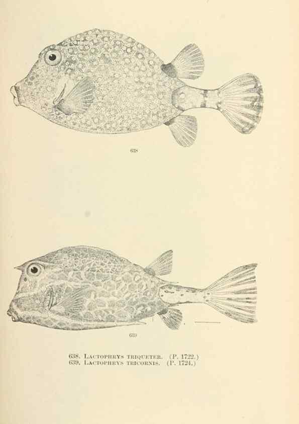 Reproducción/Reproduction 7983515308: The fishes of North and Middle America :. Washington :Smithsonian Institution, United States National Museum,1896-1900.