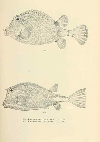 Reproducción/Reproduction 7983515308: The fishes of North and Middle America :. Washington :Smithsonian Institution, United States National Museum,1896-1900.